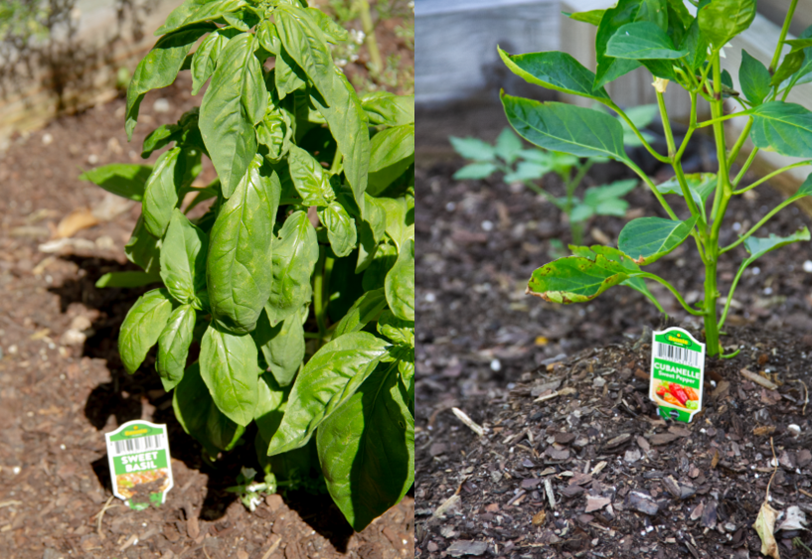 Sweet basil and Cubanelle sweet pepper plants.